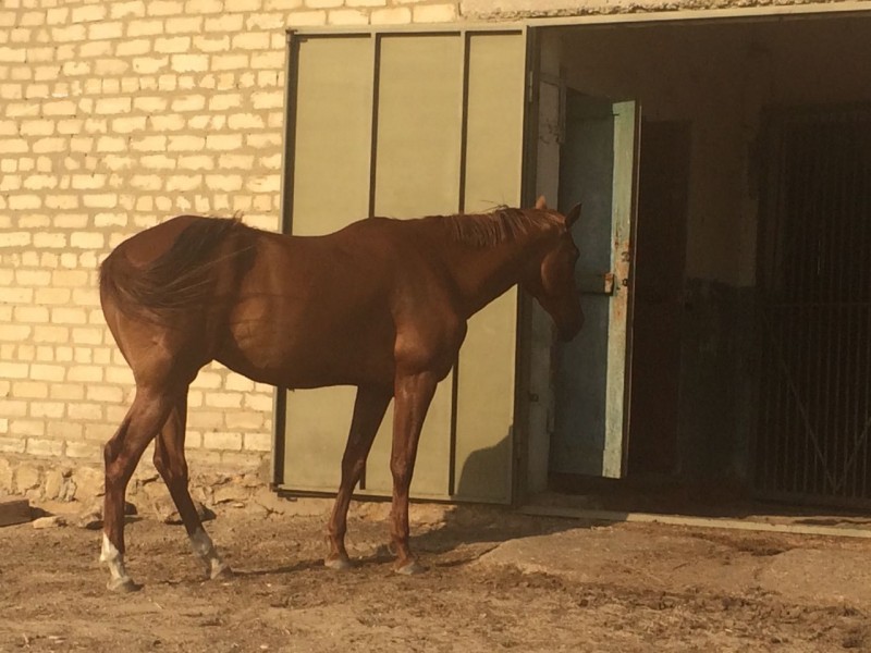 Ахалтекинцы нуждаются в помощи