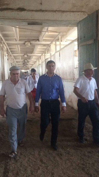 Ахалтекинцы нуждаются в помощи