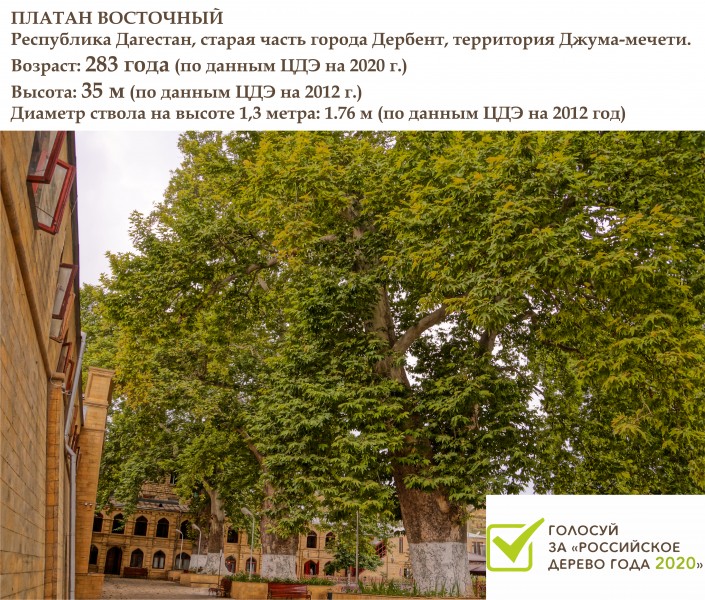Национальный конкурс «Российское дерево года 2020»